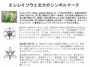 開拓の村寮舎前「花壇説明板（エンレイソウ）」