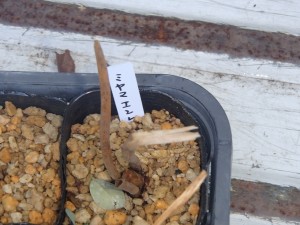 ①ミヤマエンレイソウとオオバナエンレイソウを20株ずつ植えました
